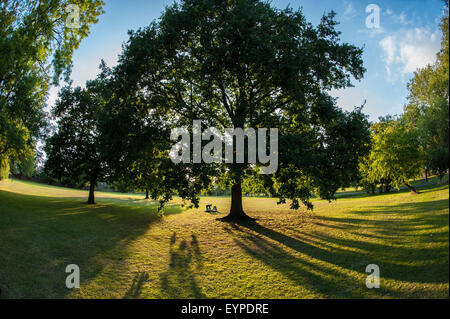 Ein liebendes Paar genießen Sie die Abendsonne unter einem Baum in einem Londoner park Stockfoto