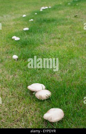 Agaricus Campestris - Pilz Feld oder Wiese Pilz. Fruchtkörper auf Rasen. Stockfoto