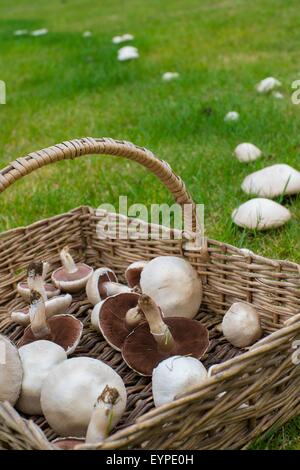 Agaricus Campestris - Pilz Feld oder Wiese Pilz. Wicker Trug mit frisch gepflückten Exemplare. Stockfoto