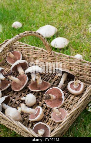 Agaricus Campestris - Pilz Feld oder Wiese Pilz. Wicker Trug mit frisch gepflückten Exemplare. Stockfoto