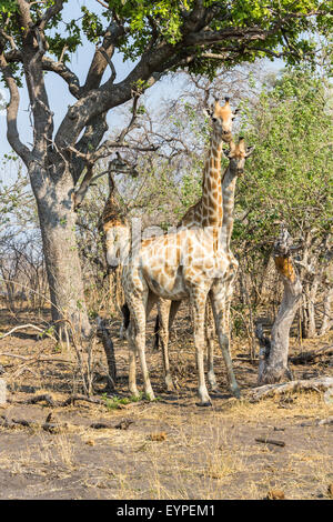 Drei gut getarnten Südlichen oder Südafrikanischen Giraffen, Giraffa Camelopardalis, stehend unter Bäumen, Okavango Delta, Kalahari, nördlichen Botswana, Afrika Stockfoto