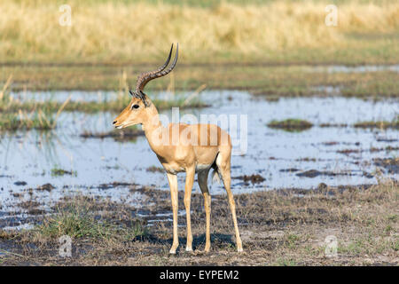 Männliche common Impala (Aepyceros melampus) mit gebogenen Hörnern an einem Seeufer, Okavango Delta, Botswana Kalahari, Nord, Süd Afrika Stockfoto