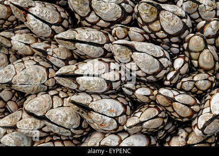 Seepocken auf Felsen am Tongue Point in der Nähe von Port Angeles im US-Bundesstaat Washington Stockfoto
