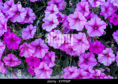 Bett aus rosa Petunien im Sommer. in Lindsay, Ontario Kanada Stockfoto