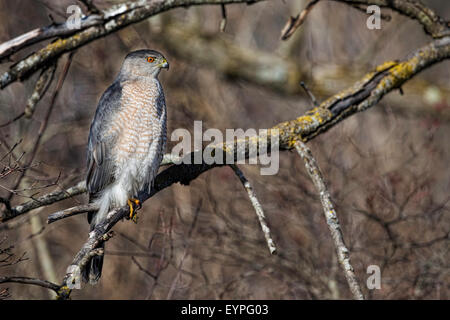 Heftige Coopers Hawk thront in einem Baum Stockfoto