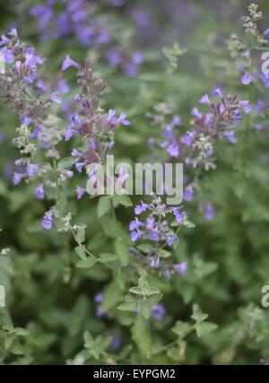 Eine Nahaufnahme von Katzenminze Blume. Stockfoto