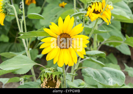 Große Sonnenblume auf einem Bauernhof außerhalb der Stadt von Sonya, Ontario Stockfoto