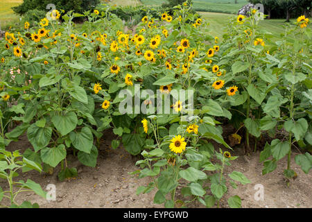 Große Haufen von Sonnenblumen auf einem Bauernhof außerhalb der Stadt von Sonya, Ontario Stockfoto