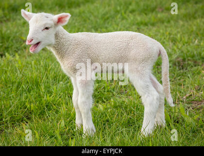 ein junges weißes Lamm in einem Feld Gras Stockfoto