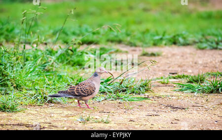 Vogel, orientalische Turteltaube Streptopelia Orientalis mit Textfreiraum Stockfoto