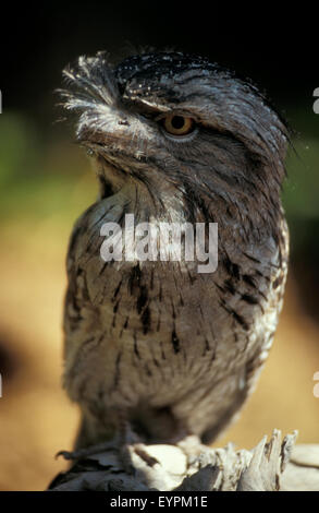 Die Tawny frogmouth (Podargus strigoides) ist eine Pflanzenart aus der Gattung der frogmouth native auf und fand auf dem australischen Festland und Tasmanien. Stockfoto