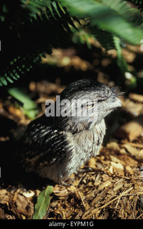 Die Tawny frogmouth (Podargus strigoides) ist eine Pflanzenart aus der Gattung der frogmouth native auf und fand auf dem australischen Festland und Tasmanien. Stockfoto