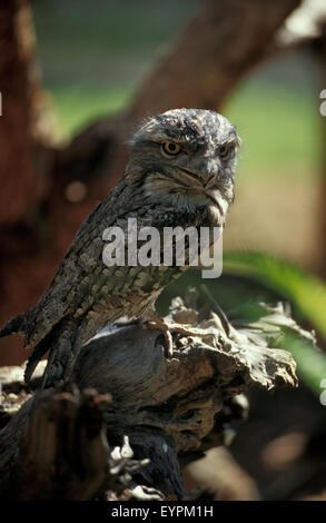 Die Tawny frogmouth (Podargus strigoides) ist eine Pflanzenart aus der Gattung der frogmouth native auf und fand auf dem australischen Festland und Tasmanien. Stockfoto