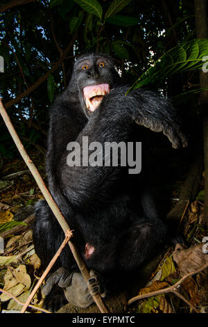 Eine schwarze Celebes crested Macaque von Nord-Sulawesi zeigt seine Zähne zu manifestieren, dass es unangenehm ist Stockfoto