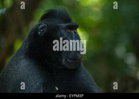 ein einziger schwarzen crested Macaque auch bekannt als Celebes, die schwarze Makaken auf dem Boden im tropischen Regenwald entspannt Stockfoto