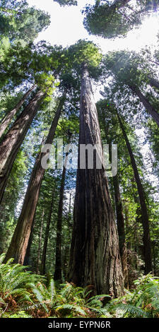 riesigen Redwood-Bäume in als National Forest in Nordkalifornien Stockfoto