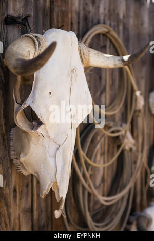 Verwitterte Kuh Schädel hängt mit Lariats Holz Zaun oder eine Mauer Stockfoto