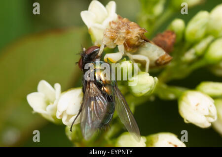 Gezackte Hinterhalt Fehler (Phymata SP.) mit grünen Flasche Fliege (Calliphoridae SP.) als Gefangenen Beute. Stockfoto