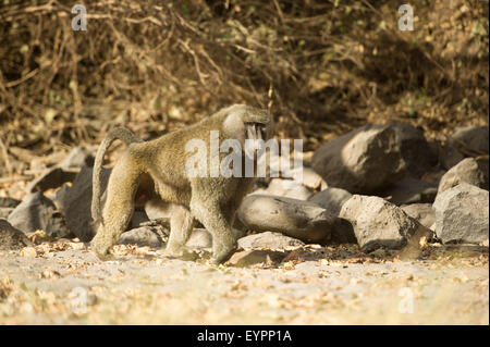 Olive Pavian (Papio Cynocephalus Anubis), Awash-Nationalpark, Äthiopien Stockfoto