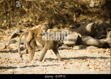 Olive Pavian mit Baby (Cynocephalus Papio Anubis), Awash-Nationalpark, Äthiopien Stockfoto