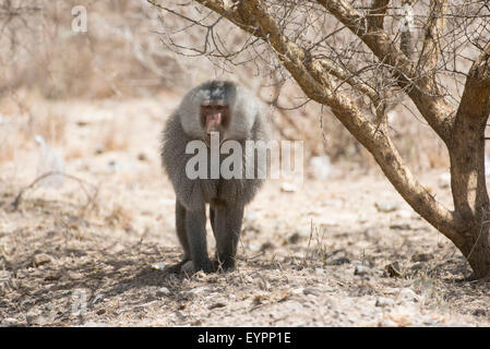 Hamadryas Pavian (Papio Hamadryas), Awash-Nationalpark, Äthiopien Stockfoto