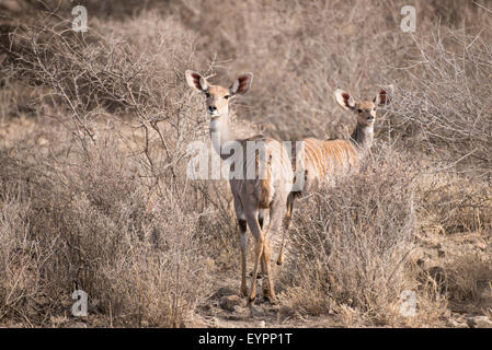 Lesser Kudu (Tragelaphus Imberbis), Awash-Nationalpark, Äthiopien Stockfoto