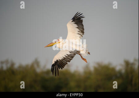 Rosapelikan im Flug, Pelecanus Onocrotalus Lake Ziway, Äthiopien Stockfoto