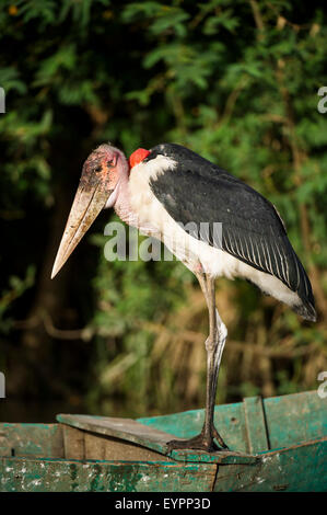 Marabou Storch, Leptoptilos Crumeniferus, Lake Ziway, Äthiopien Stockfoto