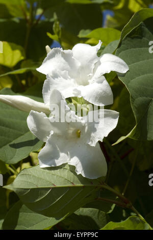 Chilenischer Jasmin, Mandevilla laxa Stockfoto