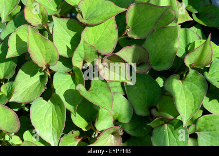 Gartenlandschaft, Koriander, Vap Ca, Houttuynia Cordata, Stockfoto