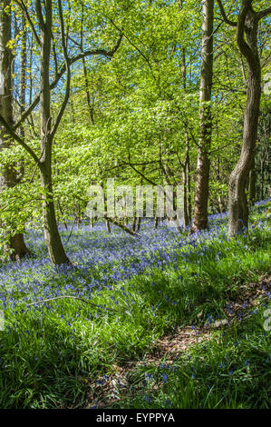 tief in der Yorkshire Wald Sheffield Frühling Zeit Yorkshire die tiefe Farbe Blau das Leben in der kleinen blauen Glocken Blumen Stockfoto