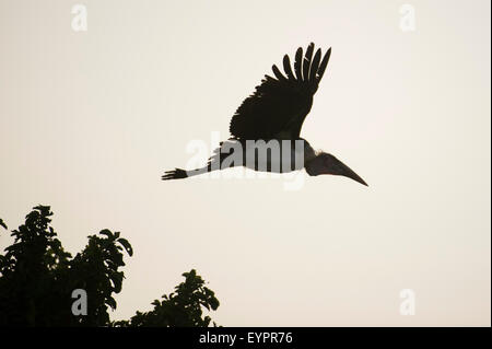 Marabou Storch fliegen, Leptoptilos Crumeniferus, Lake Ziway, Äthiopien Stockfoto