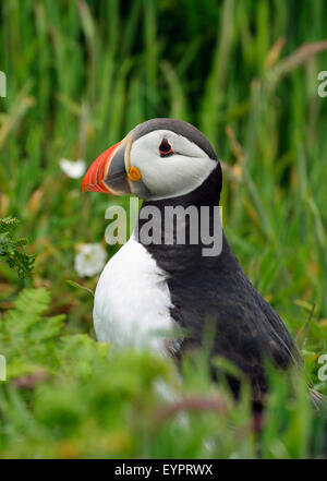 Papageitaucher - Fratercula Arctica unter Rasen & Blumen Stockfoto