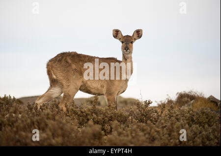 Berg-Nyala (Tragelaphus Buxtoni), Sanetti Plateau, Bale-Mountains-Nationalpark, Äthiopien Stockfoto