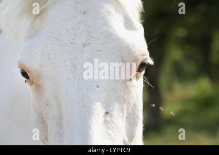 Detail des Gesicht weiße Pferd auf der Wiese Stockfoto