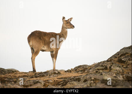 Berg-Nyala (Tragelaphus Buxtoni), Sanetti Plateau, Bale-Mountains-Nationalpark, Äthiopien Stockfoto