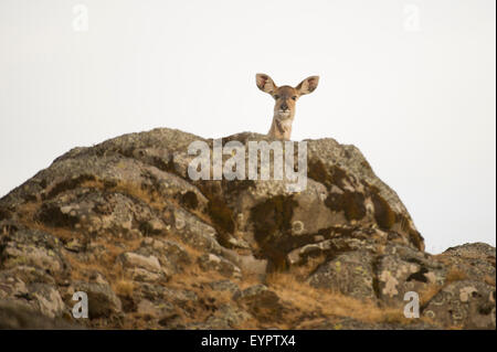 Berg-Nyala (Tragelaphus Buxtoni), Sanetti Plateau, Bale-Mountains-Nationalpark, Äthiopien Stockfoto