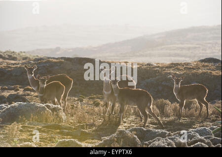 Berg-Nyala (Tragelaphus Buxtoni), Sanetti Plateau, Bale-Mountains-Nationalpark, Äthiopien Stockfoto