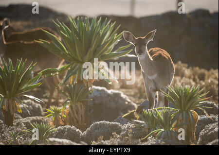 Berg-Nyala (Tragelaphus Buxtoni), Sanetti Plateau, Bale-Mountains-Nationalpark, Äthiopien Stockfoto