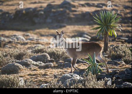 Berg-Nyala (Tragelaphus Buxtoni), Sanetti Plateau, Bale-Mountains-Nationalpark, Äthiopien Stockfoto