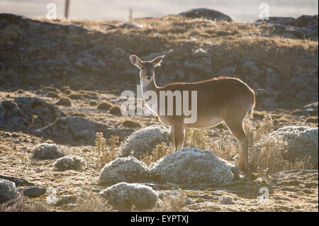 Berg-Nyala (Tragelaphus Buxtoni), Sanetti Plateau, Bale-Mountains-Nationalpark, Äthiopien Stockfoto