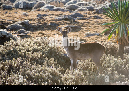 Berg-Nyala (Tragelaphus Buxtoni), Sanetti Plateau, Bale-Mountains-Nationalpark, Äthiopien Stockfoto