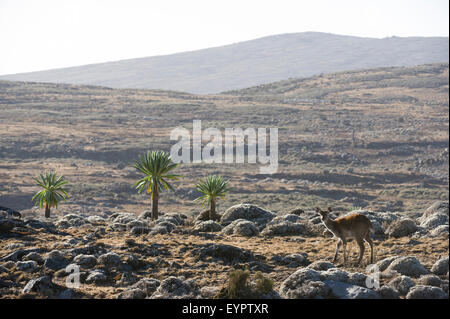 Berg-Nyala (Tragelaphus Buxtoni), Sanetti Plateau, Bale-Mountains-Nationalpark, Äthiopien Stockfoto