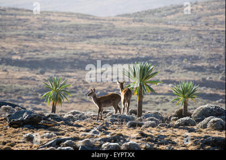 Berg-Nyala (Tragelaphus Buxtoni), Sanetti Plateau, Bale-Mountains-Nationalpark, Äthiopien Stockfoto