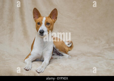 Niedliche Basenji Hund auf einem Sofa liegend Stockfoto