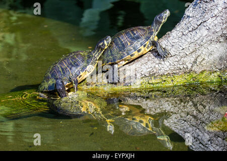 Zwei Schieberegler Sumpfschildkröten, ist Scripta Scripta, ruht auf einem Toten Ast in einem kleinen See. Dieser mittlere semi-aquatischen tur Stockfoto