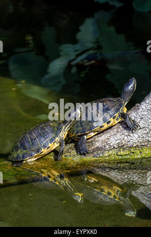 Zwei Schieberegler Sumpfschildkröten, ist Scripta Scripta, Sonnenbaden auf einem Toten Ast in einem kleinen See. Vertikales Bild. Diese Turle ist n Stockfoto