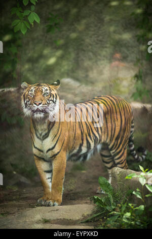 Nahaufnahme eines sibirischen Tigers auch bekannt als Amur-Tiger (Panthera Tigris Altaica), die größte lebende Katze Stockfoto