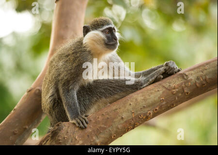 Grivet Affe, äthiopische Form von Vervet oder Green Monkey (grüne Aethiops), Äthiopien Stockfoto
