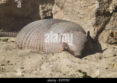 Eine große behaarte Gürteltier, Chaetophractus Villosus, ruht auf dem Sand in einen sonnigen Tag Stockfoto